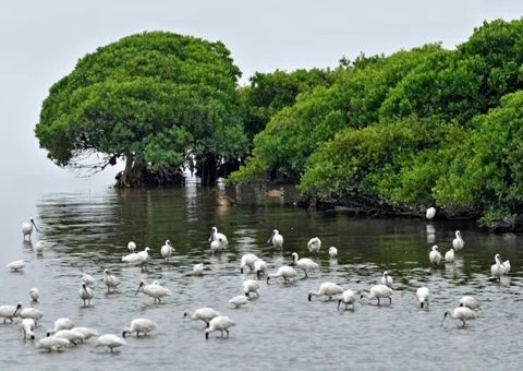 ���ڸ߱�׼�ƽ����ʺ��������Ľ���